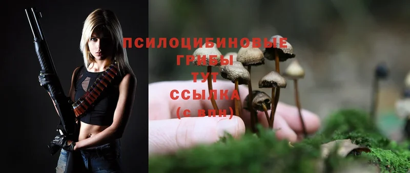 Галлюциногенные грибы Psilocybe  Ершов 